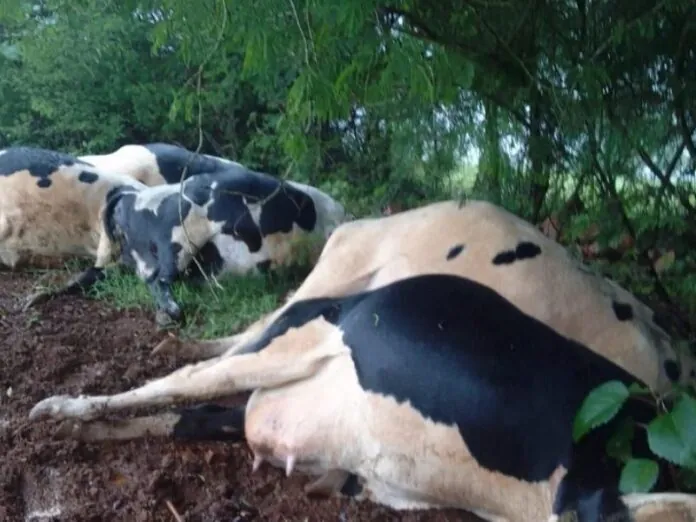 Sete vacas morrem ao serem atingidas por raio em SC